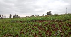 Prime 8-Acre Residential Land for Sale in Redhill