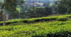 Prime 16-Acre Tea Farm for Sale in Mabrouk, Limuru