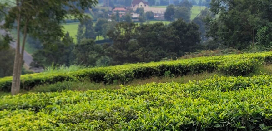 Prime 16-Acre Tea Farm for Sale in Mabrouk, Limuru