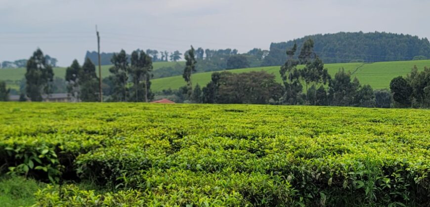 Prime 16-Acre Tea Farm for Sale in Mabrouk, Limuru