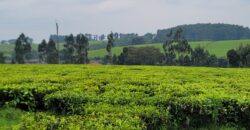 Prime 16-Acre Tea Farm for Sale in Mabrouk, Limuru
