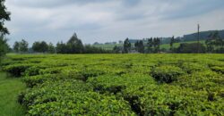 Prime 16-Acre Tea Farm for Sale in Mabrouk, Limuru