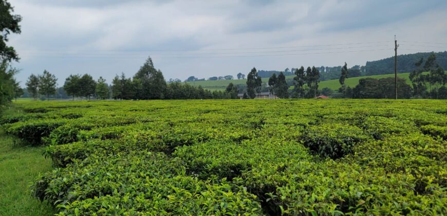 Prime 16-Acre Tea Farm for Sale in Mabrouk, Limuru