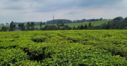 Prime 16-Acre Tea Farm for Sale in Mabrouk, Limuru