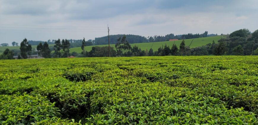 Prime 16-Acre Tea Farm for Sale in Mabrouk, Limuru