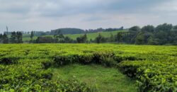 Prime 16-Acre Tea Farm for Sale in Mabrouk, Limuru