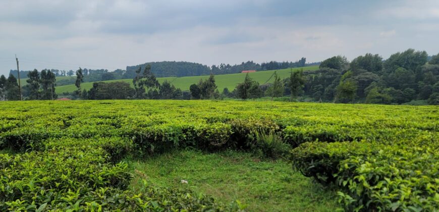 Prime 16-Acre Tea Farm for Sale in Mabrouk, Limuru