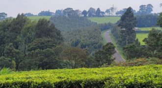 Prime 16-Acre Tea Farm for Sale in Mabrouk, Limuru