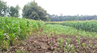 Prime 2-Acre Land for Sale in Limuru Rironi – KSh 55,000,000 Per Acre