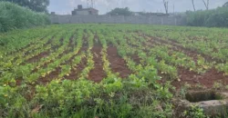 HALF AN ACRE LAND FO SALE IN RUNDA