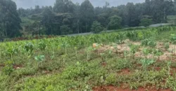 HALF AN ACRE LAND FO SALE IN RUNDA