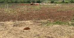 HALF AN ACRE LAND FO SALE IN RUNDA