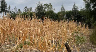 Prime 1/4-Acre For Sale Plot in a Gated Community – Milimani, Kitengela
